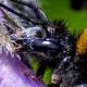 Les abeilles sauvages de Suisse Bourdon terrestre - Bombus terrestris