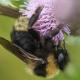 Les abeilles sauvages de Suisse Psithyre des champs - Bombus campestris