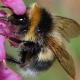 Les abeilles sauvages de Suisse Grand bourdon des landes - Bombus magnus