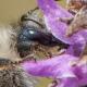 Les abeilles sauvages de Suisse Bourdon vétéran; Bourdon des sables - Bombus veteranus