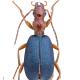 Carabes de Suisse  - Brachinus crepitans