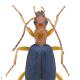 Carabes de Suisse  - Brachinus elegans