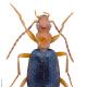 Carabes de Suisse  - Brachinus explodens