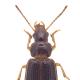 Carabes de Suisse  - Bradycellus csikii