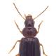 Carabes de Suisse  - Bradycellus harpalinus