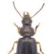 Carabes de Suisse  - Bradycellus ruficollis