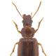 Carabes de Suisse  - Bradycellus verbasci