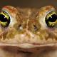 Amphibiens de Suisse Crapaud calamite - Epidalea  calamita 