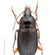 Carabes de Suisse  - Calathus ambiguus ambiguus