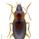 Carabes de Suisse  - Calathus cinctus