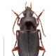 Carabes de Suisse  - Calathus erratus erratus