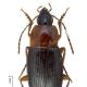 Carabes de Suisse  - Calathus melanocephalus melanocephalus