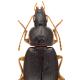 Carabes de Suisse  - Calathus micropterus