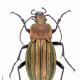 Carabes de Suisse  - Carabus cancellatus 