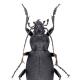 Carabes de Suisse  - Carabus coriaceus coriaceus