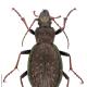 Carabes de Suisse  - Carabus fabricii fabricii