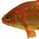 Les espèces néozones de Suisse Poisson rouge ou carassin doré  - Carassius auratus 