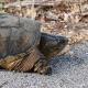 Les espèces néozones de Suisse Tortue hargneuse - Chelydra serpentina