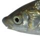 Poissons de Suisse Nase ou hotu  - Chondrostoma nasus 