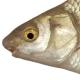 Poissons de Suisse Savetta - Chondrostoma soetta 