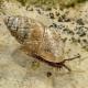 Mollusques de Suisse Bulime tridenté, Maillot à trois dents - Chondrula  tridens 