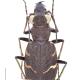 Carabes de Suisse  - Cicindela sylvatica sylvatica