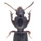 Carabes de Suisse  - Clivina fossor fossor