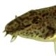 Poissons de Suisse Cobite italiano  - Cobitis bilineata 