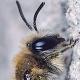 Les abeilles sauvages de Suisse  - Colletes daviesanus