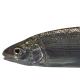 Poissons de Suisse Corégones  - Coregonus  ssp.