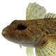 Poissons de Suisse Chabot  - Cottus gobio 