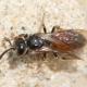 Les abeilles sauvages de Suisse Sphécode ponctué - Sphecodes puncticeps