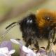 Les abeilles sauvages de Suisse  - Andrena tscheki
