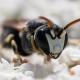 Les abeilles sauvages de Suisse  - Hylaeus variegatus