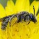 Les abeilles sauvages de Suisse  - Lasioglossum medinai
