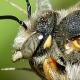 Les abeilles sauvages de Suisse  - Rhodanthidium septemdentatum