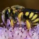 Les abeilles sauvages de Suisse  - Stelis annulata