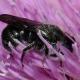 Les abeilles sauvages de Suisse  - Stelis phaeoptera