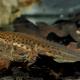 Amphibiens de Suisse Triton lobé - Lissotriton  vulgaris