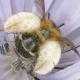 Les abeilles sauvages de Suisse Dasypode à culottes - Dasypoda hirtipes