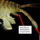 Les espèces néozones de Suisse Crevette tueuse - Dikerogammarus villosus