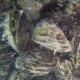 Les espèces néozones de Suisse Moule zebrée - Dreissena polymorpha