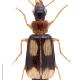 Carabes de Suisse  - Dromius quadrimaculatus