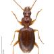 Carabes de Suisse  - Duvalius longhii longhii