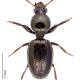 Carabes de Suisse  - Dyschirius abditus