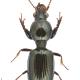 Carabes de Suisse  - Dyschirius agnatus