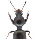 Carabes de Suisse  - Dyschirius nitidus nitidus