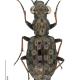 Carabes de Suisse  - Elaphrus aureus aureus