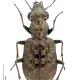 Carabes de Suisse  - Elaphrus cupreus