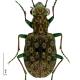 Carabes de Suisse  - Elaphrus riparius